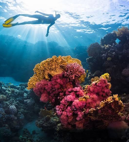 Snorkeling along colorful Hikkaduwa coral reefs